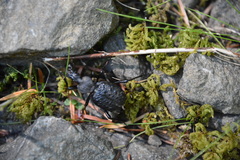 Cychrus tuberculatus