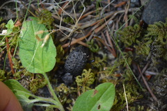 Cychrus tuberculatus