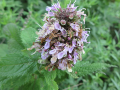 Teucrium japonicum