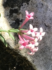 Asperula aristata