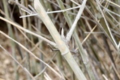 Pseudoxytenanthera stocksii