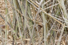 Pseudoxytenanthera stocksii