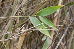 Pseudoxytenanthera stocksii