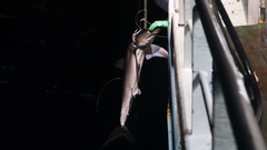 Isurus paucus