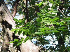 Bursera penicillata