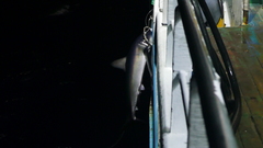 Isurus paucus