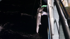 Isurus paucus
