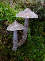 Cortinarius hemitrichus
