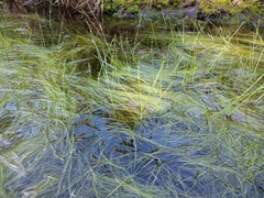 Schoenoplectus subterminalis