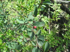 Cotoneaster uniflorus