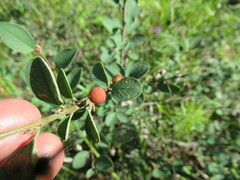 Cotoneaster uniflorus