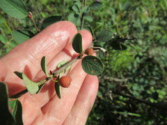 Cotoneaster uniflorus