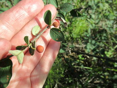 Cotoneaster uniflorus