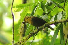 Chlorothraupis carmioli