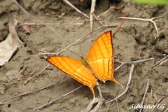 Marpesia harmonia