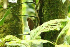 Glyphorynchus spirurus