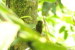 Glyphorynchus spirurus