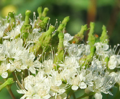 Eriophyes paraspiraeae