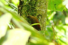 Glyphorynchus spirurus