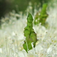 Eriophyes paraspiraeae