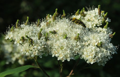 Eriophyes paraspiraeae