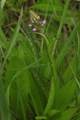 Dactylorhiza majalis baltica
