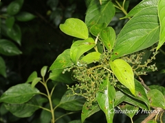 Cornus macrophylla