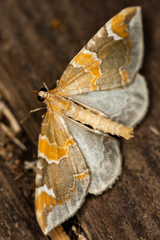 Eulithis pyropata