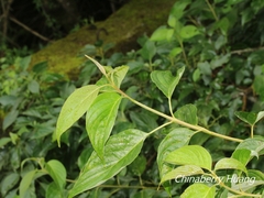 Cornus macrophylla