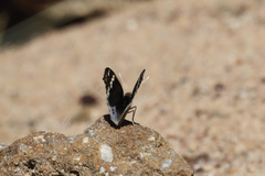 Junonia orithya albicincta