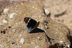 Junonia orithya albicincta