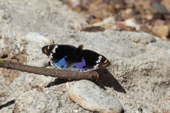 Junonia orithya albicincta
