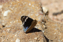 Junonia orithya albicincta