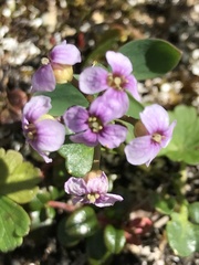 Cardamine purpurea