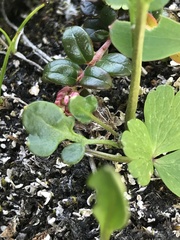 Cardamine purpurea