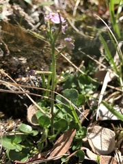 Cardamine purpurea