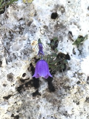 Campanula pollinensis