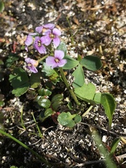 Cardamine purpurea