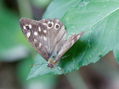 Pararge aegeria tircis