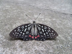 Hestina assimilis assimilis