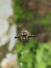 Gasteracantha geminata