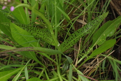 Dactylorhiza majalis baltica