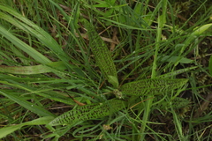Dactylorhiza majalis baltica