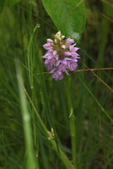 Dactylorhiza majalis baltica