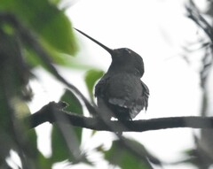 Urochroa bougueri