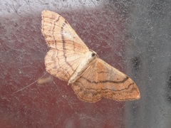 Idaea aversata