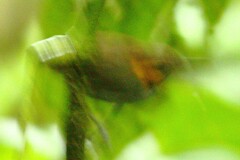 Microbates cinereiventris