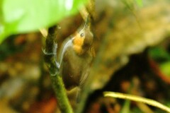 Microbates cinereiventris