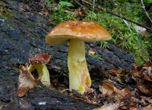 Smoothish-stemmed bolete