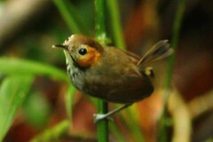 Microbates cinereiventris